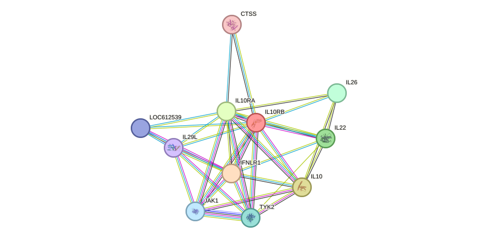 STRING protein interaction network