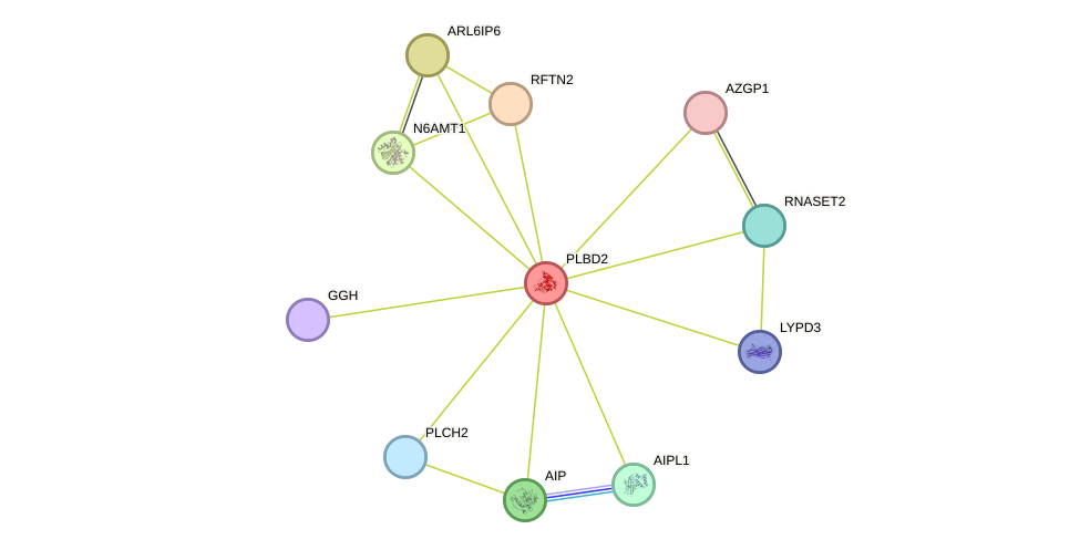 STRING protein interaction network