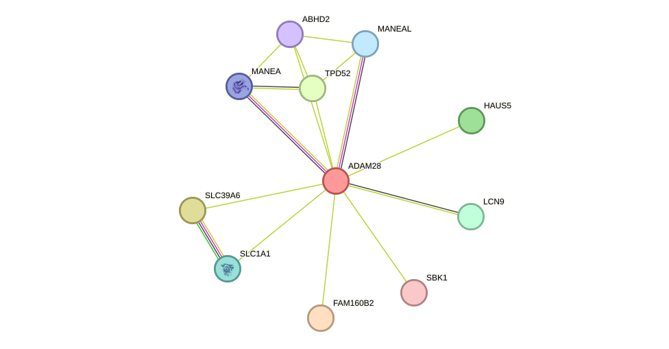 STRING protein interaction network
