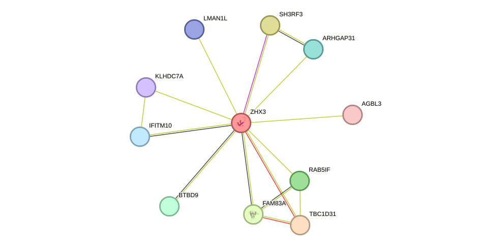 STRING protein interaction network