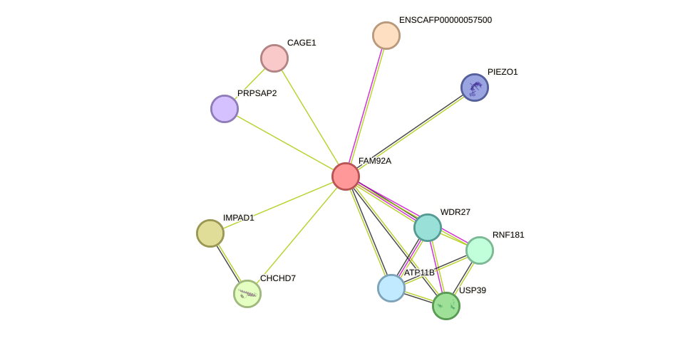 STRING protein interaction network