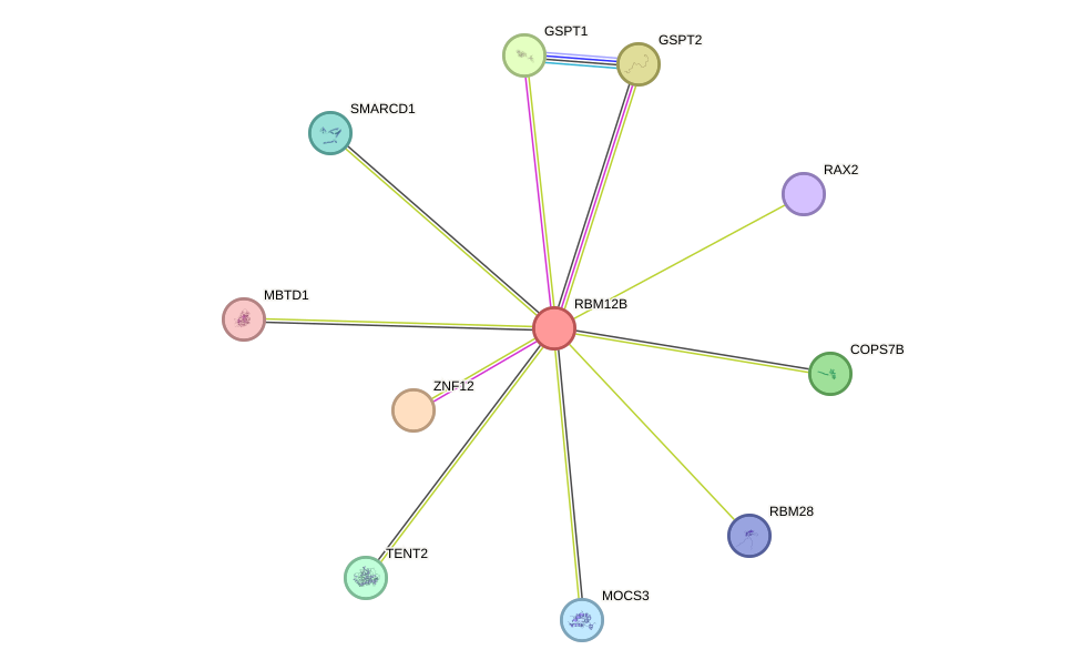 STRING protein interaction network