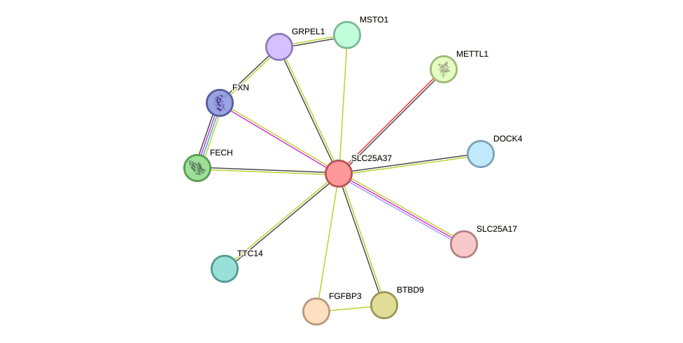 STRING protein interaction network