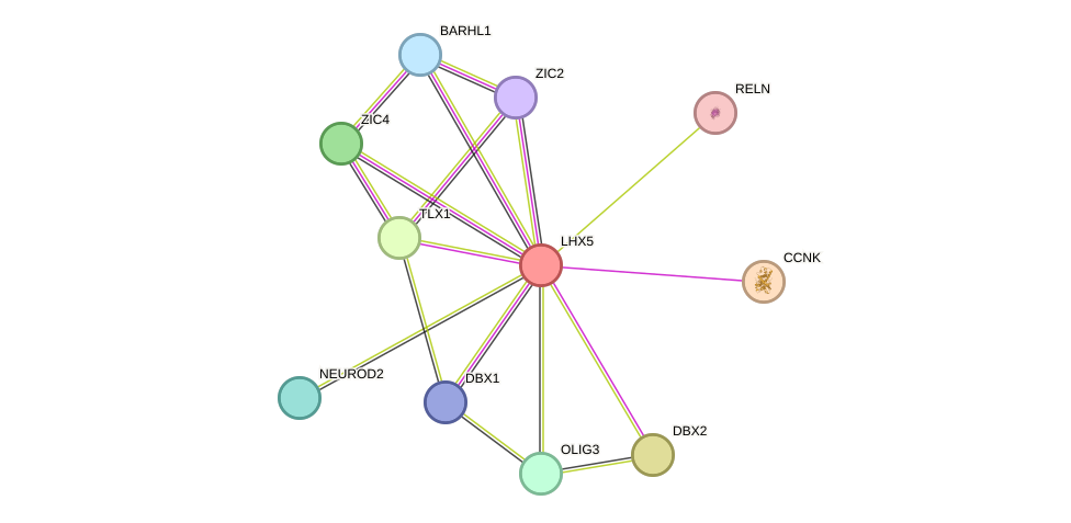 STRING protein interaction network