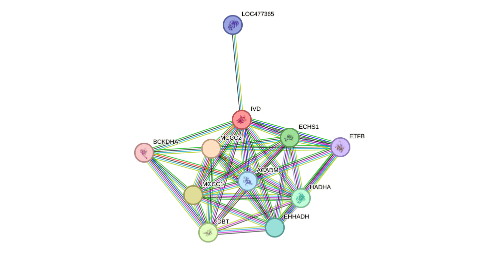 STRING protein interaction network