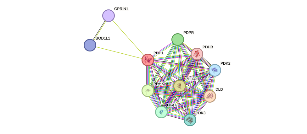 STRING protein interaction network