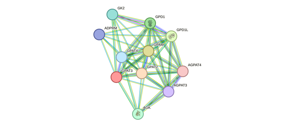STRING protein interaction network