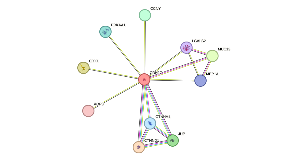 STRING protein interaction network