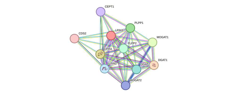 STRING protein interaction network
