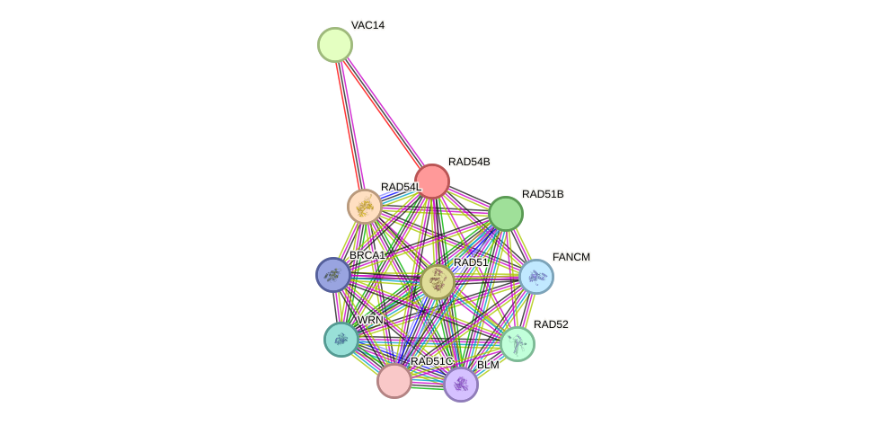 STRING protein interaction network