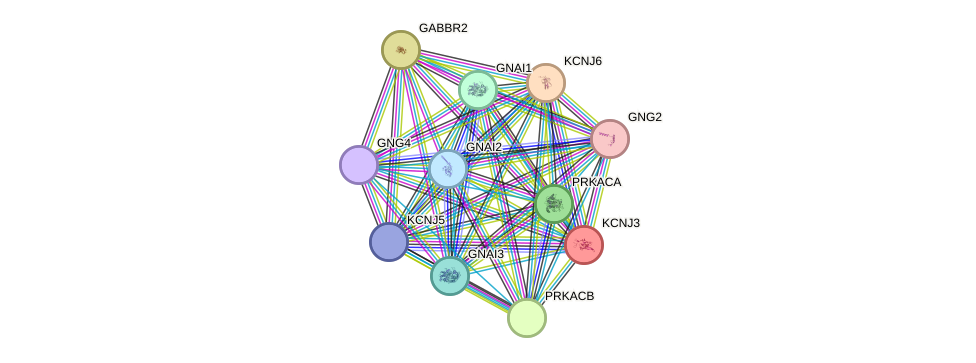 STRING protein interaction network