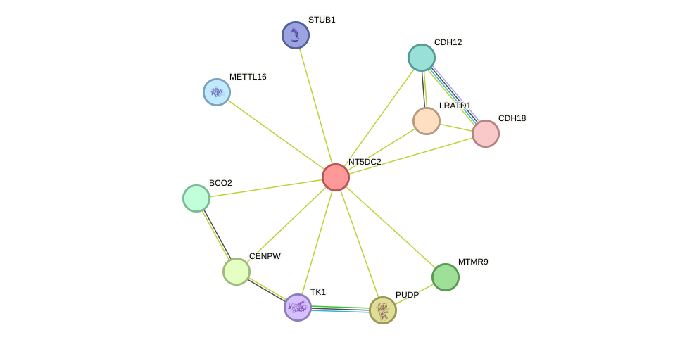 STRING protein interaction network