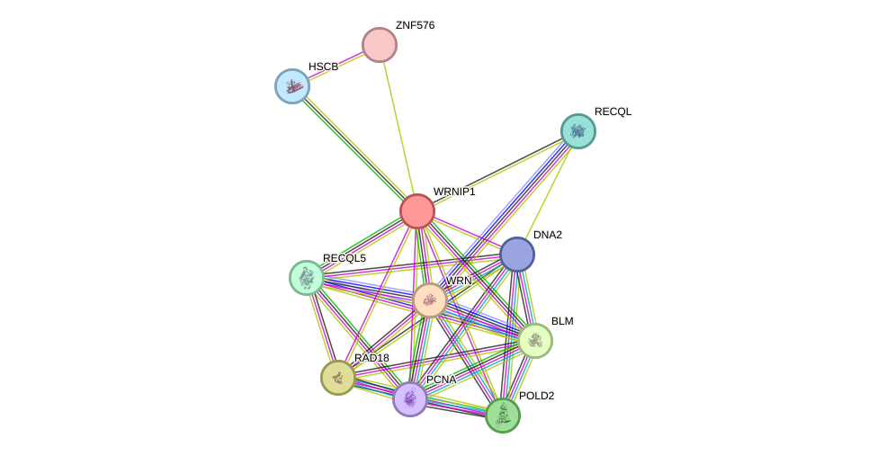 STRING protein interaction network