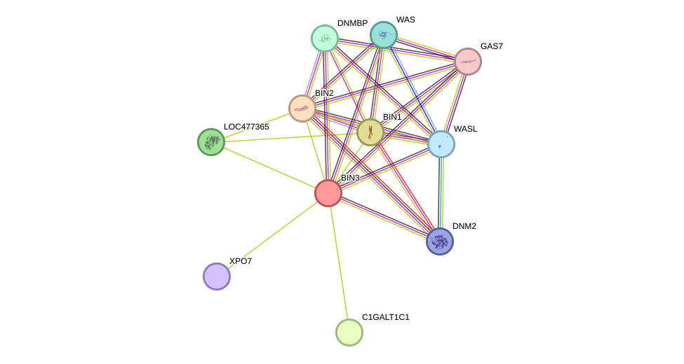 STRING protein interaction network
