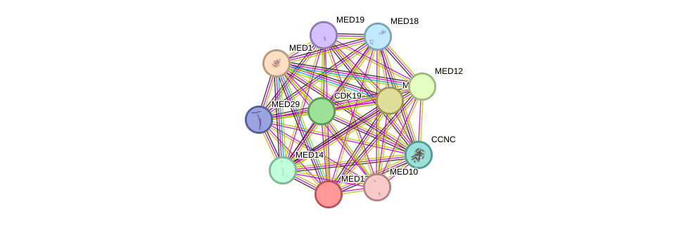 STRING protein interaction network
