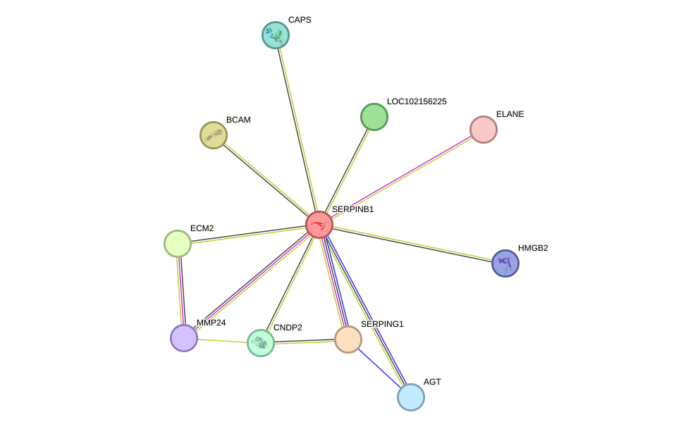 STRING protein interaction network