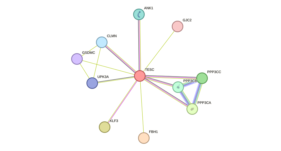 STRING protein interaction network