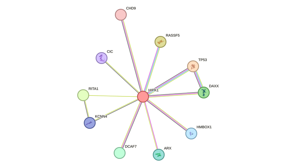 STRING protein interaction network