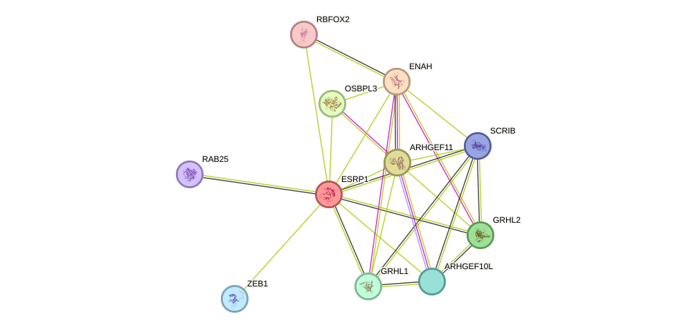 STRING protein interaction network