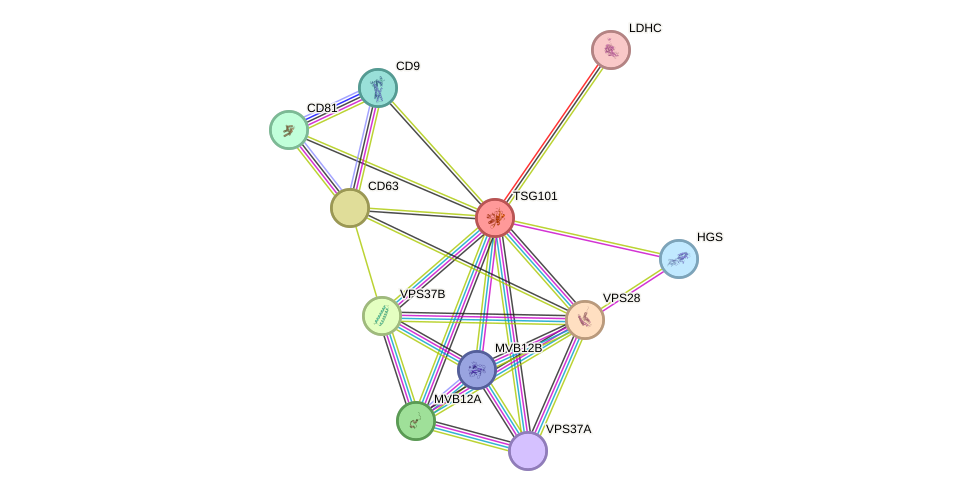 STRING protein interaction network