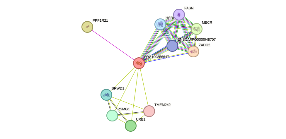 STRING protein interaction network