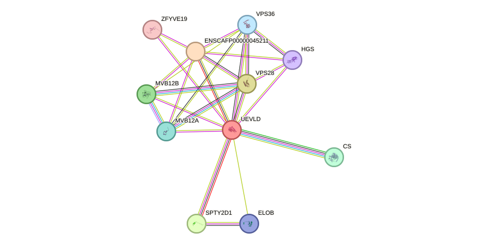 STRING protein interaction network