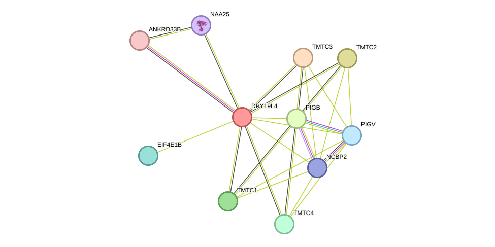 STRING protein interaction network