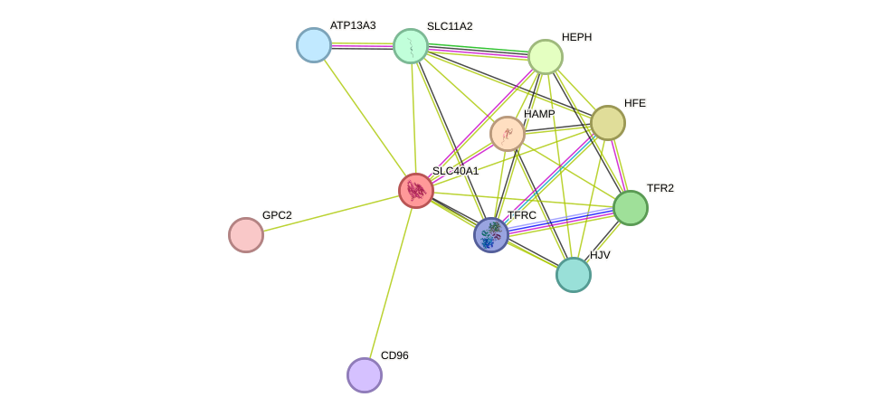 STRING protein interaction network