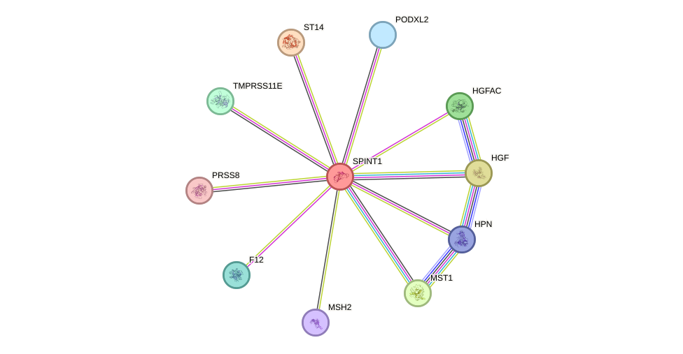 STRING protein interaction network