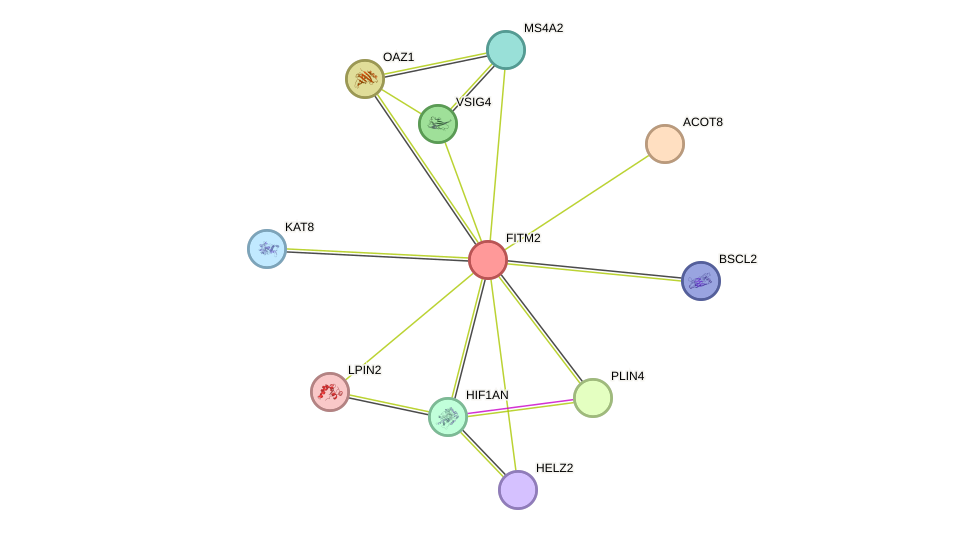 STRING protein interaction network