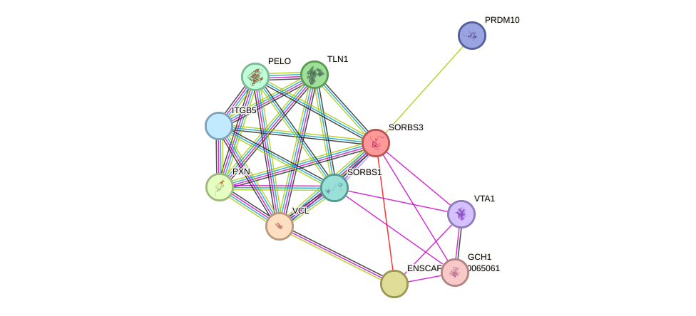 STRING protein interaction network