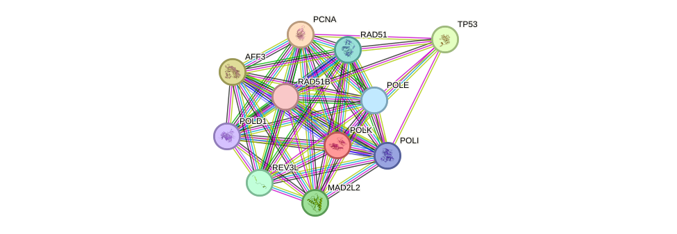 STRING protein interaction network