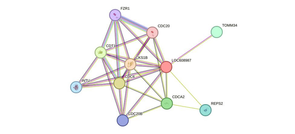 STRING protein interaction network