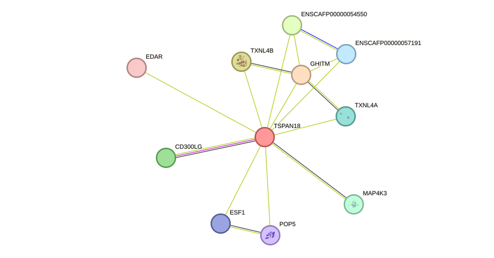 STRING protein interaction network