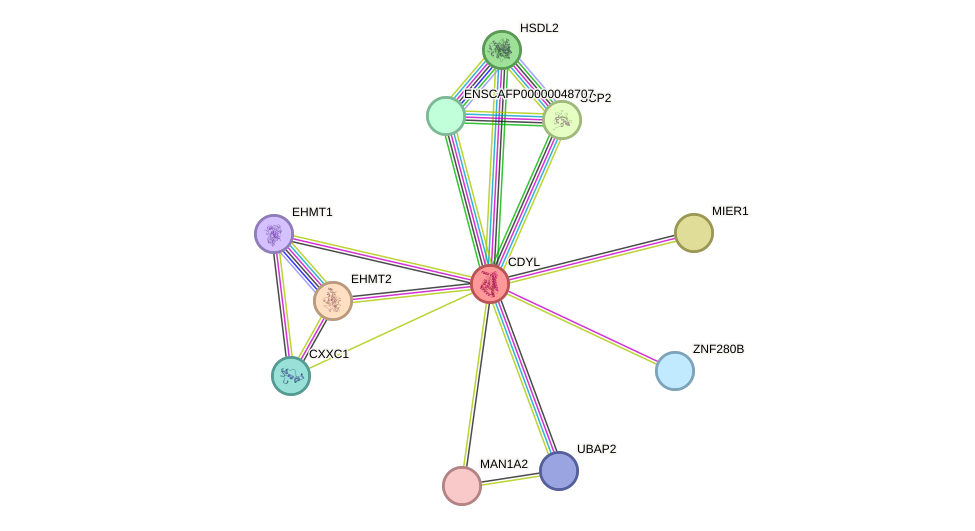 STRING protein interaction network