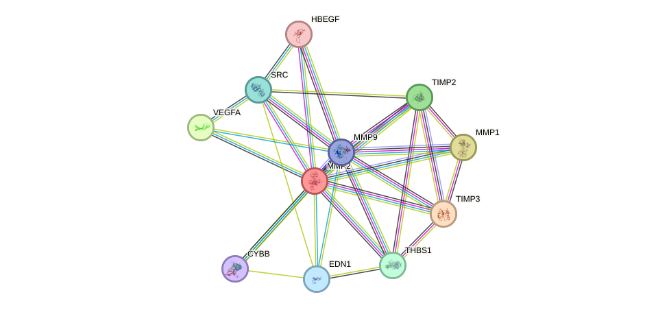STRING protein interaction network