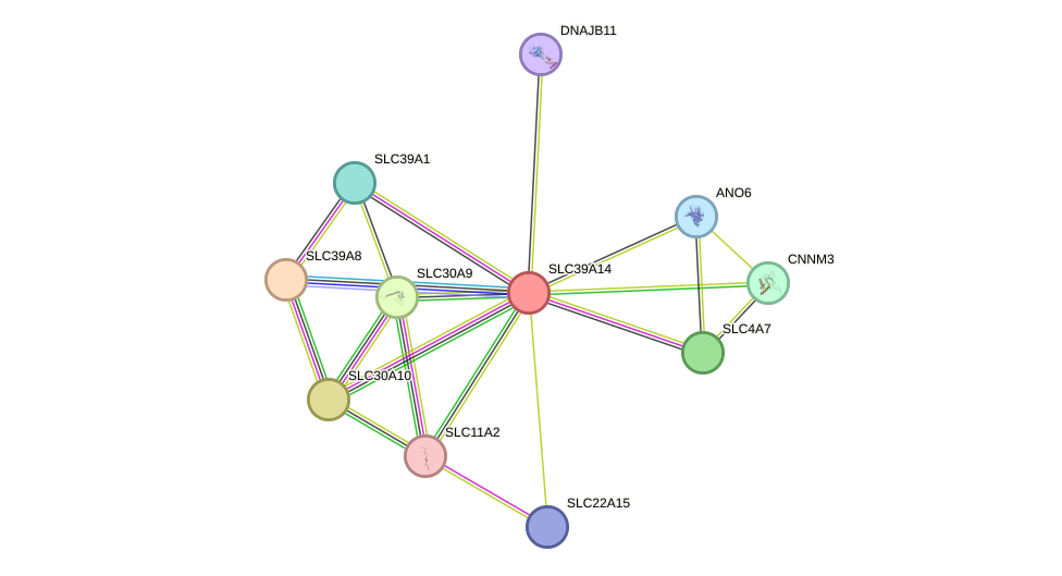 STRING protein interaction network