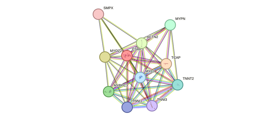 STRING protein interaction network