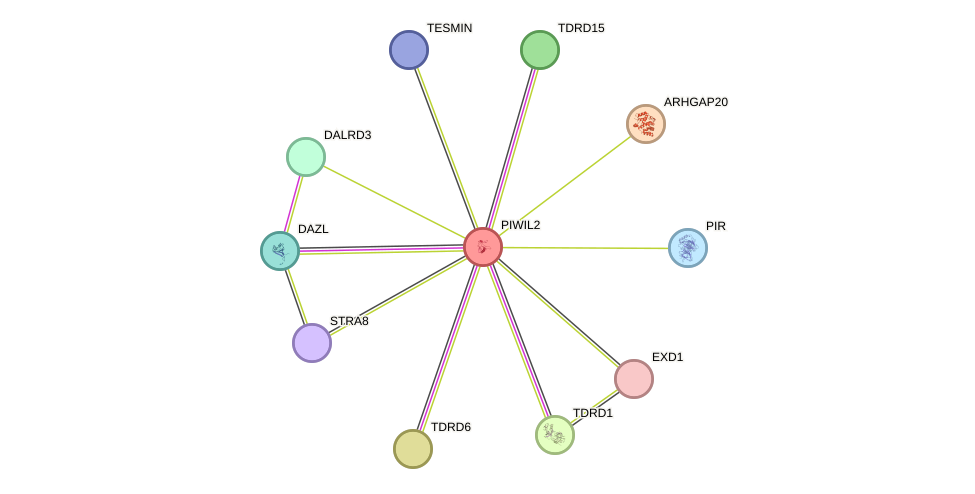STRING protein interaction network