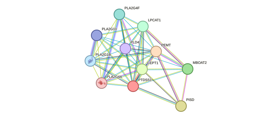 STRING protein interaction network