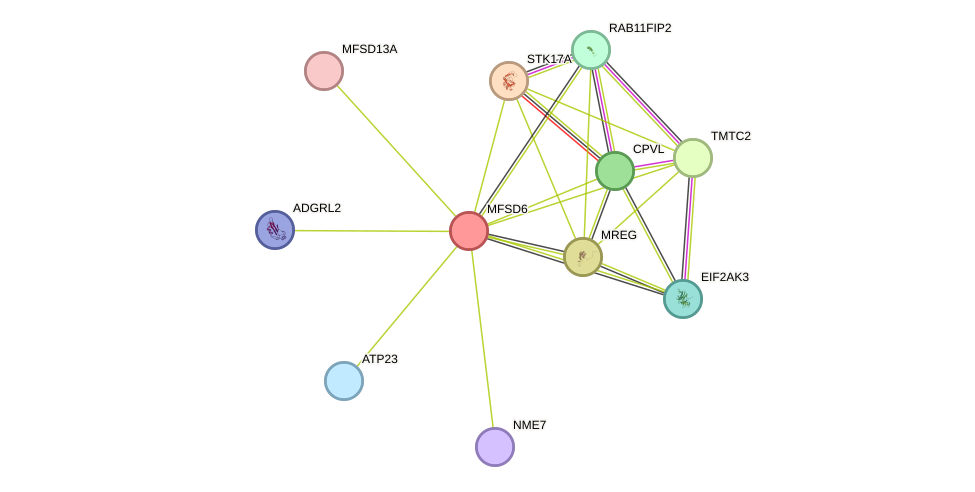 STRING protein interaction network
