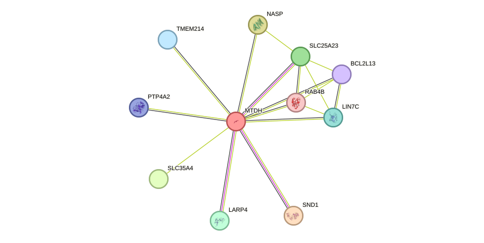 STRING protein interaction network