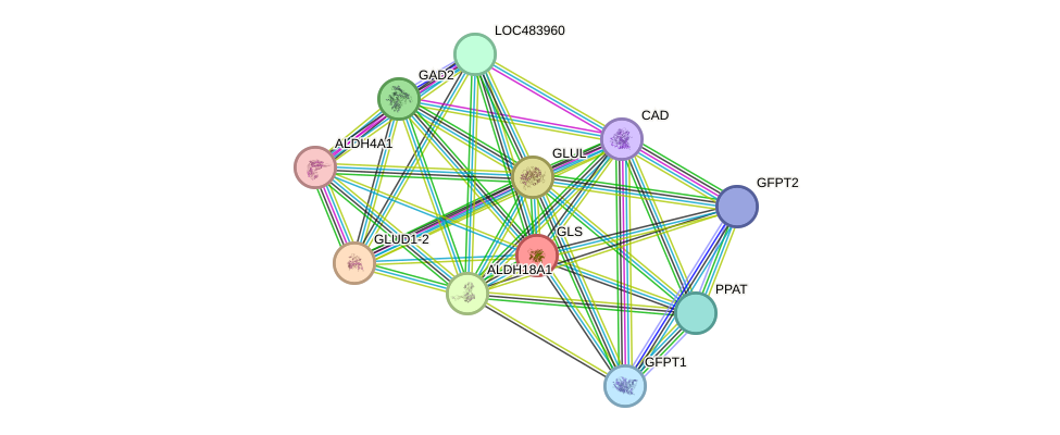 STRING protein interaction network