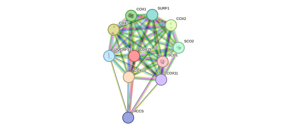 STRING protein interaction network