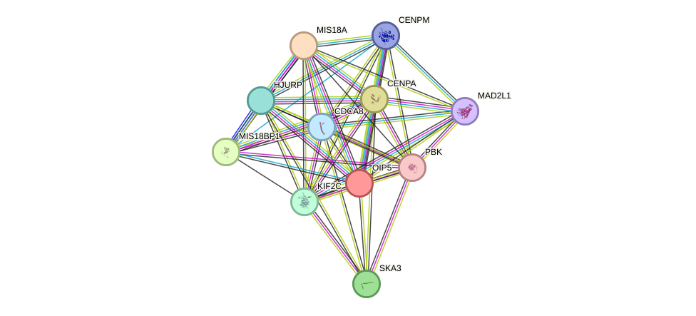 STRING protein interaction network