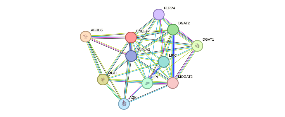 STRING protein interaction network