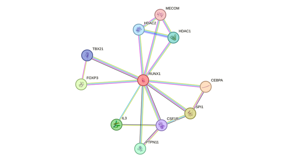 STRING protein interaction network
