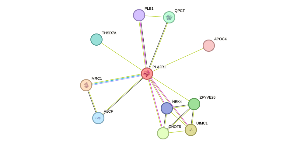 STRING protein interaction network
