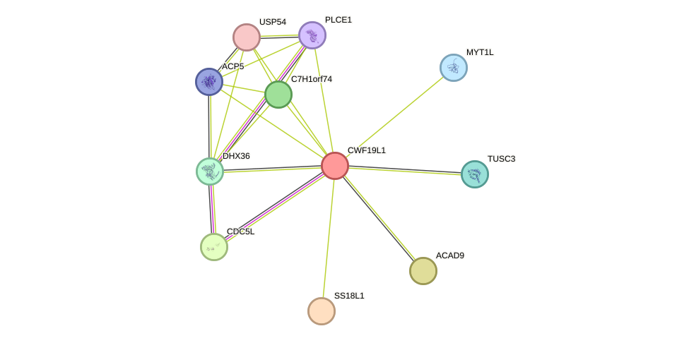 STRING protein interaction network