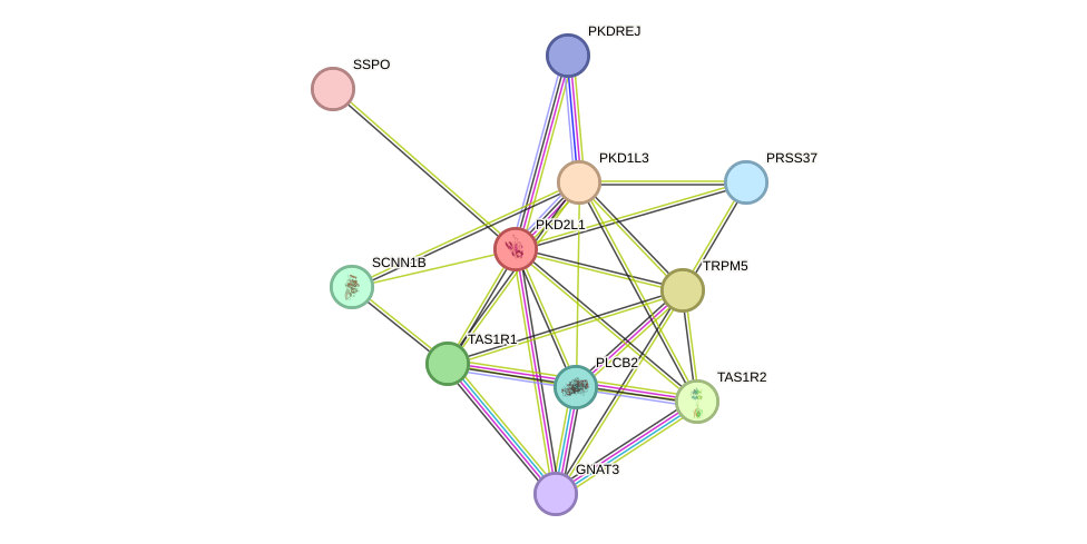 STRING protein interaction network